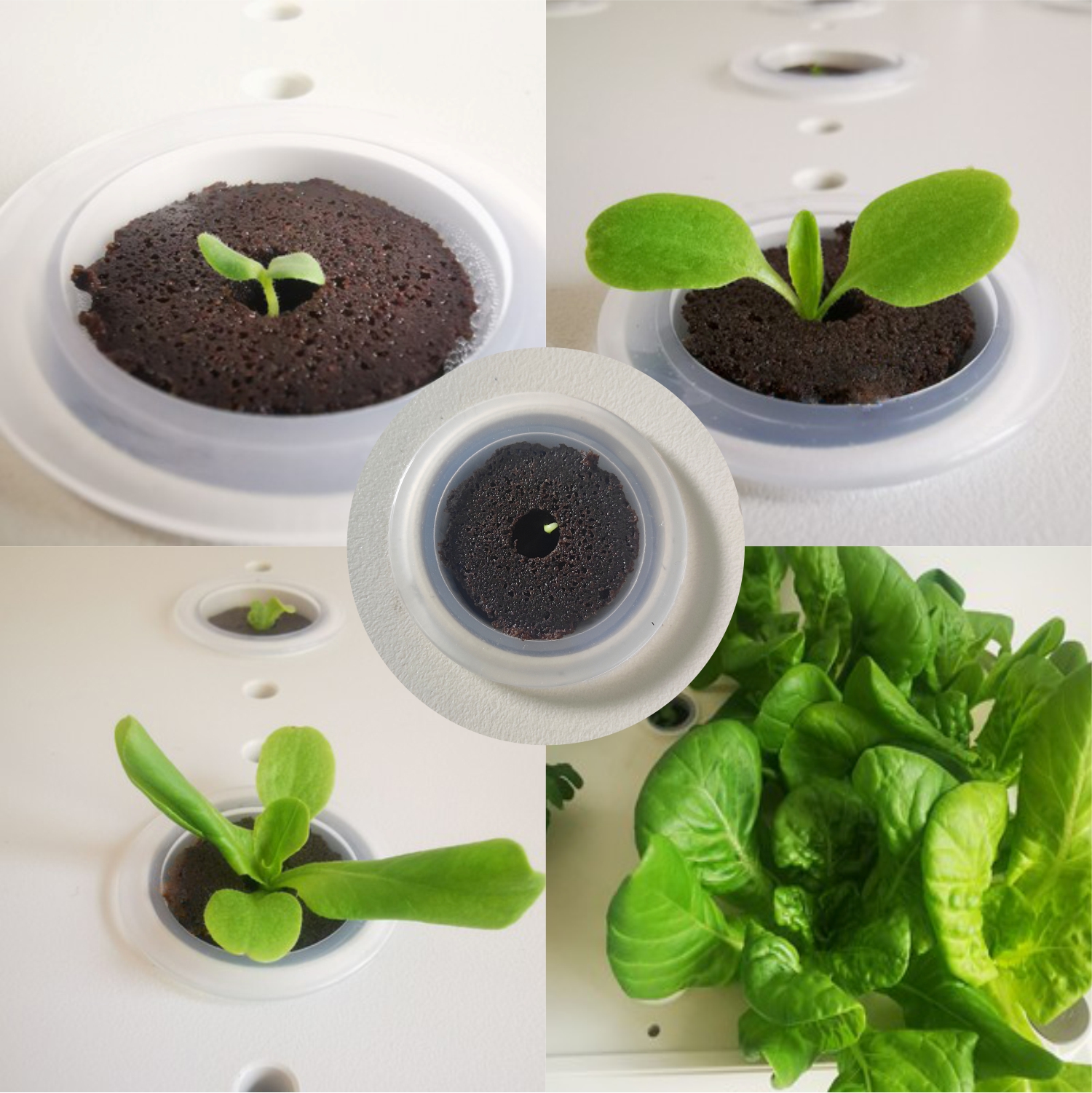 无土栽培神器来袭！育苗块+育苗盒，轻松搞定室内植物种植