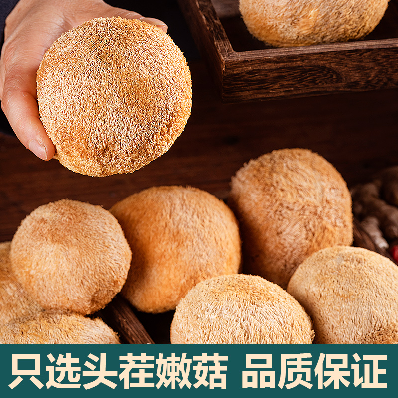 新货古田农家猴头菇：深山里的珍馐，煲汤必备的500g精选食材！