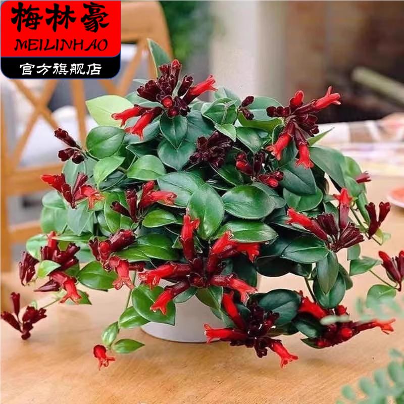 口红吊兰有毒吗？养它安全吗？