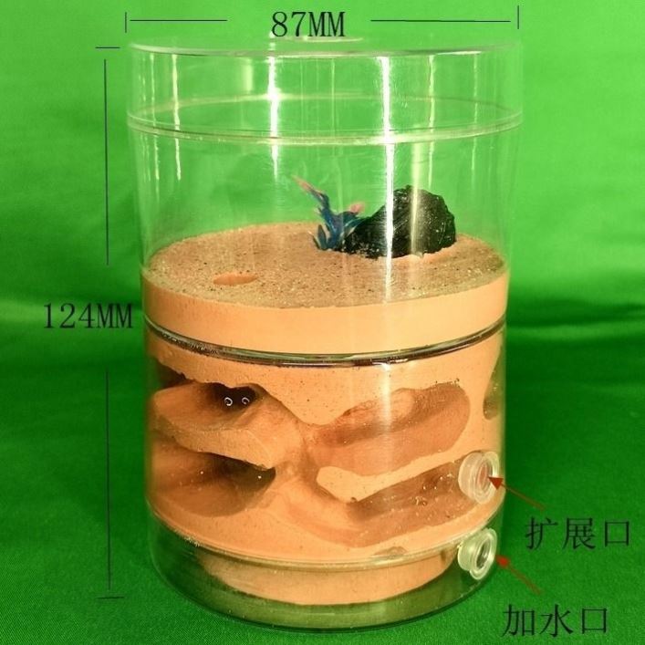 蚂蚁生态箱战舰地下巢穴：打造梦幻蚁族王国，透明多巢室家用巢造景大揭秘！