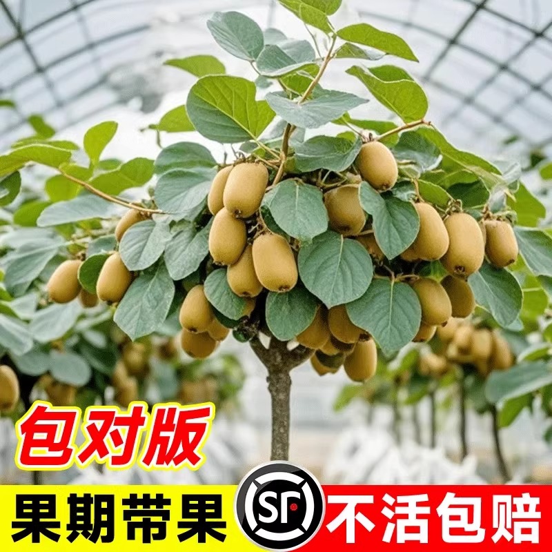 爬藤猕猴桃树苗：阳台别墅庭院种植神器，产量大果子甜，抗严寒耐酷暑！