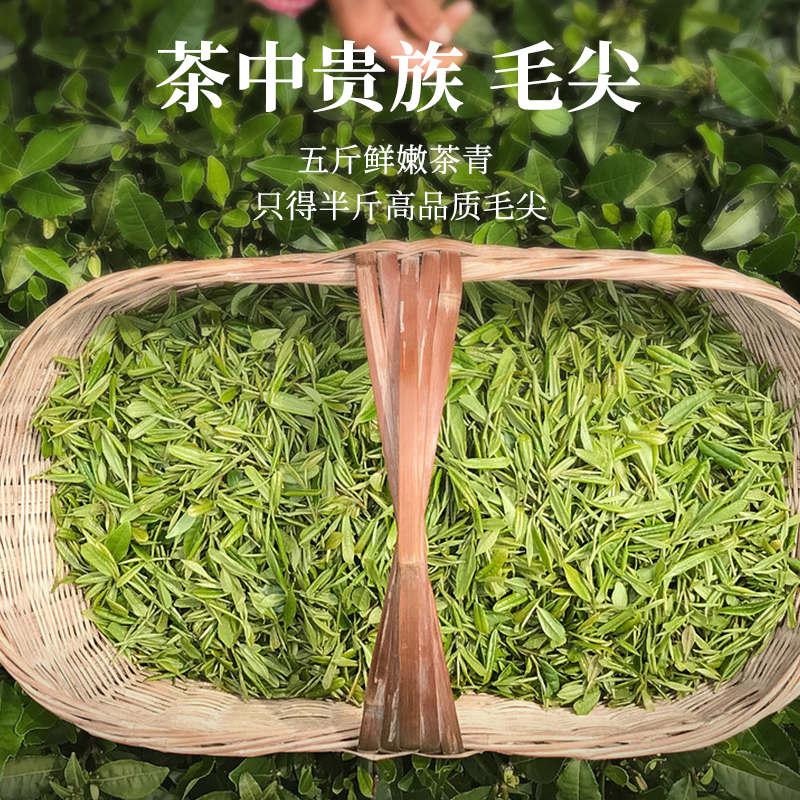 君山毛尖明前新茶：春日里的第一缕清香，高档礼盒装，送礼自饮两相宜！