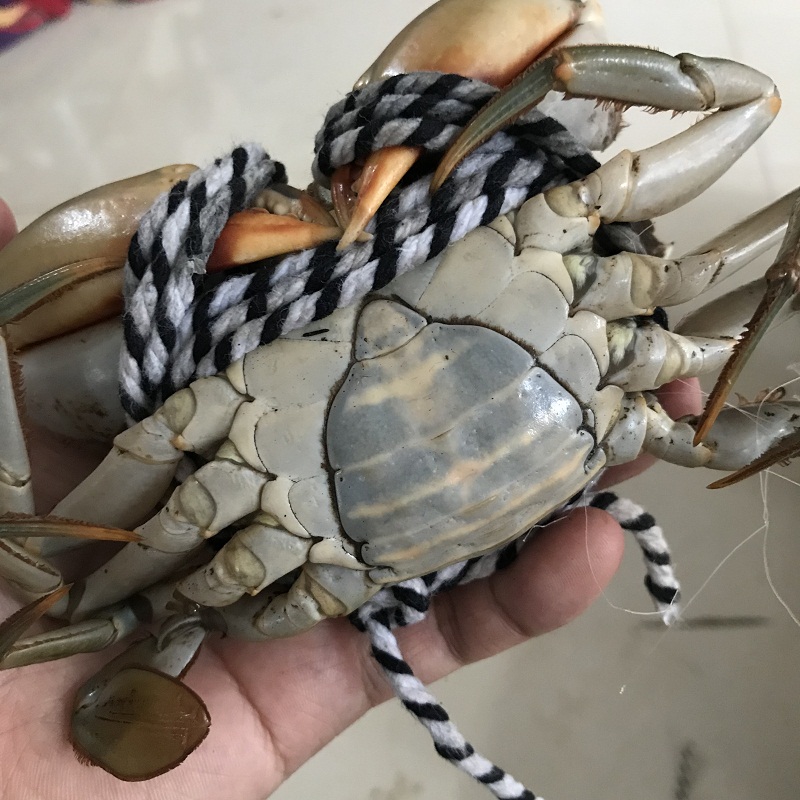 三门野生青蟹：海鲜盛宴的顶级享受，顺丰速递新鲜直达！