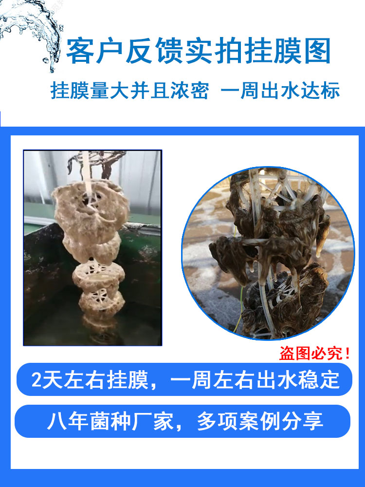 微生物菌剂：污水处理厂的秘密武器，氨氮总氮COD去除的神奇助手！