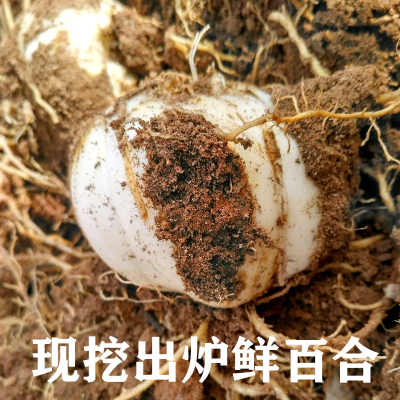 兰州鲜百合真的绝了！500g现挖甜百合，吃一次就上瘾！这波不冲亏大了