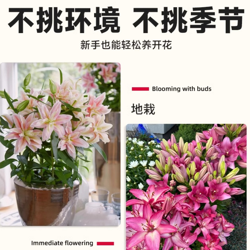 香水百合种球黄天霸特大百合种球：四季花开的秘密武器，轻松拥有美丽花园！