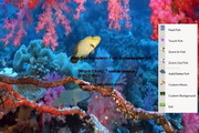 Red Sea Napoleon Fish Screensaver1.1.0