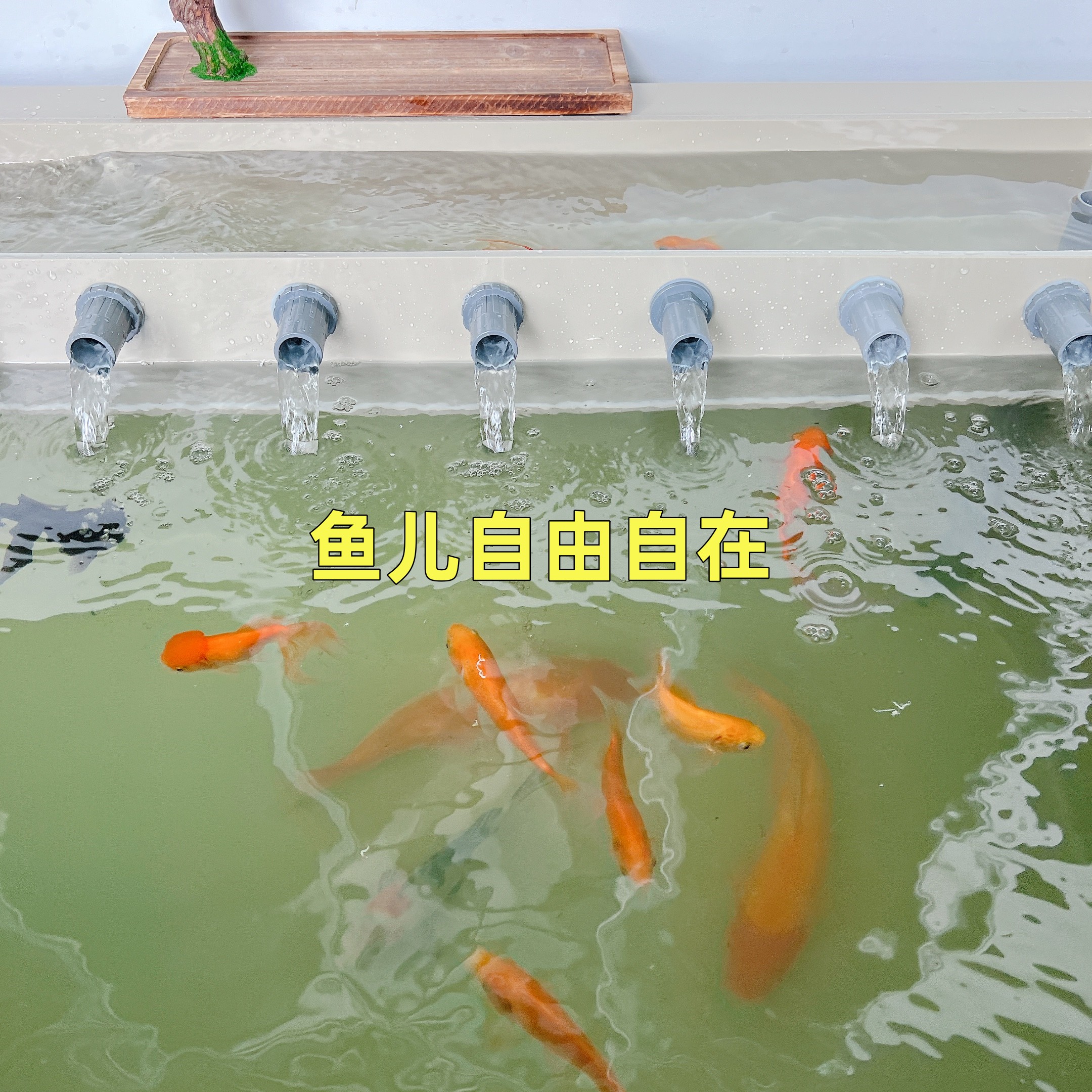 别墅院子阳台必备！大型侧过滤鱼缸鱼池，养鱼养景两不误！️
