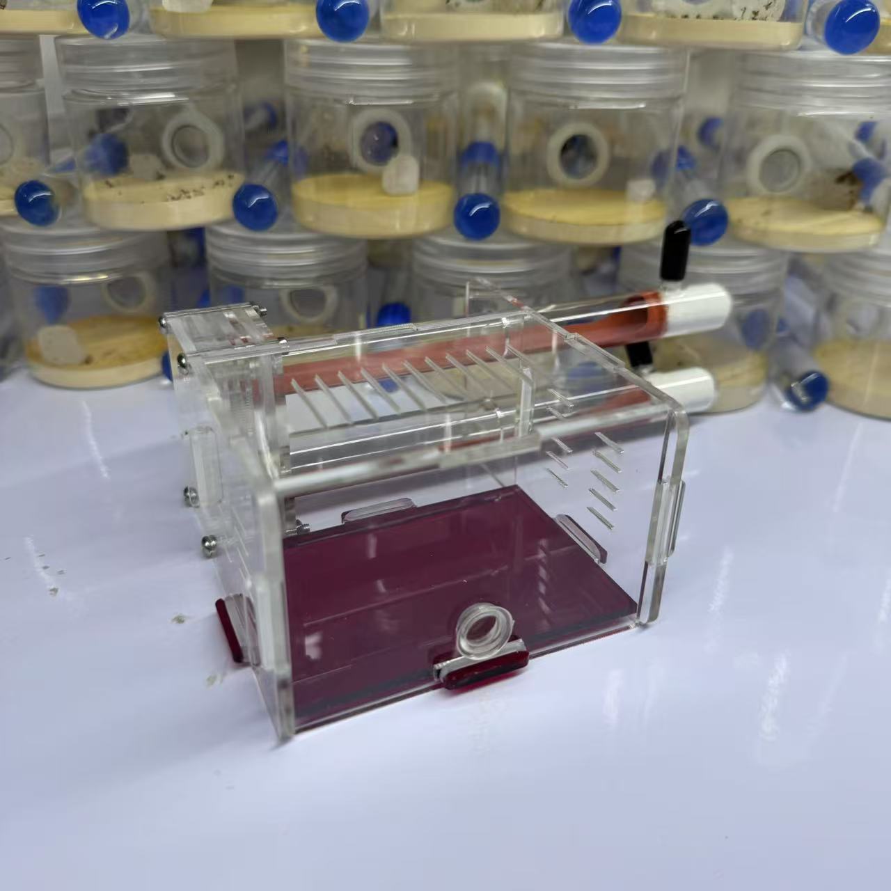 小莫蚁馆双试管巢：蚂蚁宠物巢新宠，套装送蚁后，开启微观世界之旅！