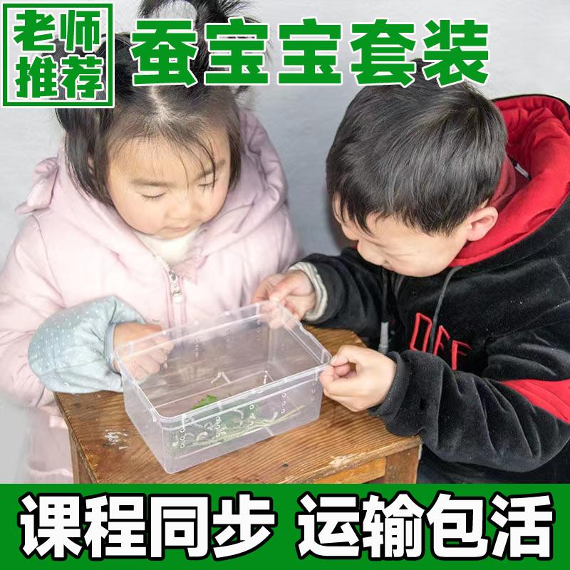桑叶新鲜到爆！宝宝吃出健康小嫩芽，养蚕必备！这波不冲亏麻了