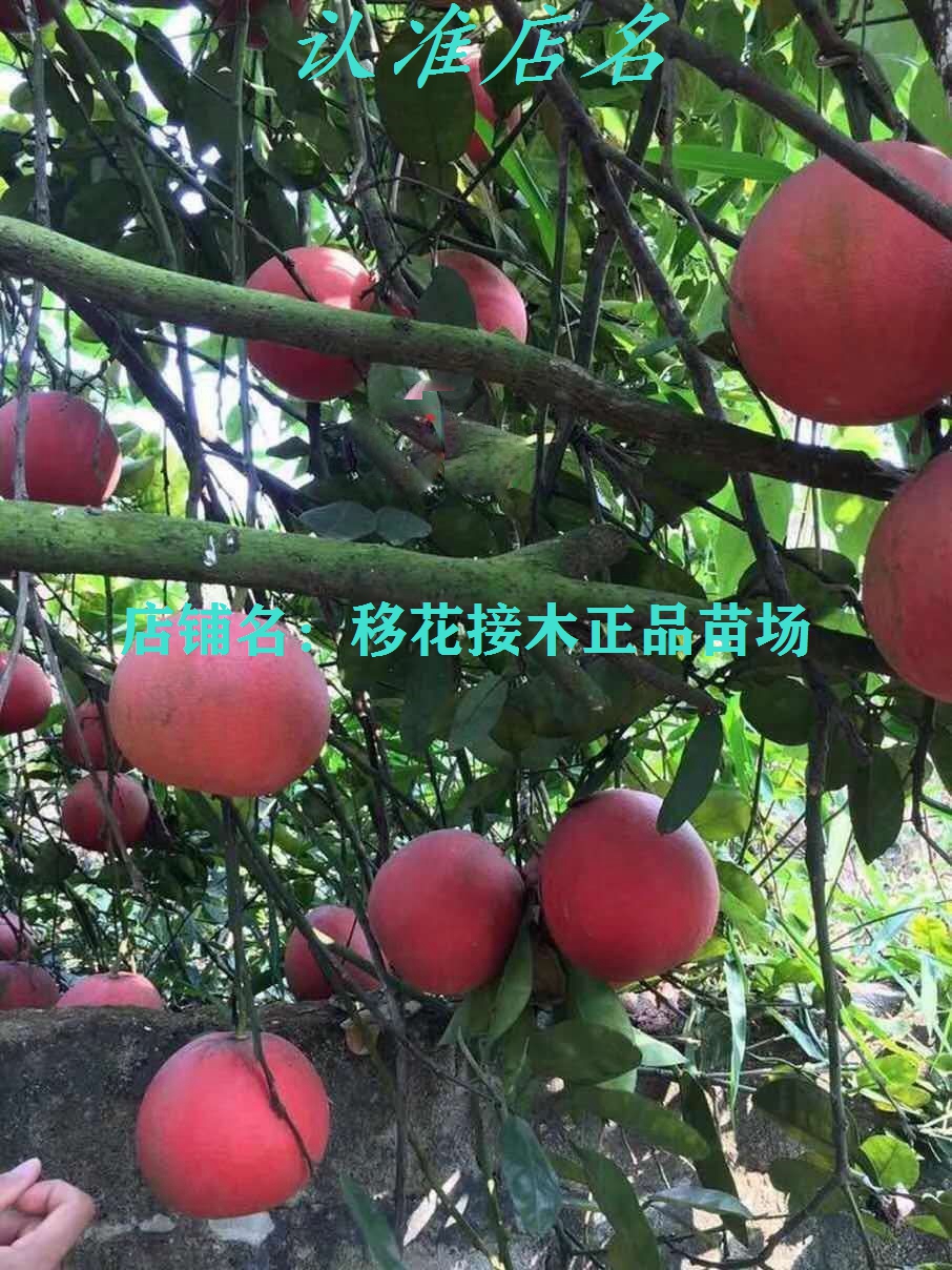 南方北方都能种的柚子树：红心红肉蜜柚嫁接三红蜜柚，当年结果的秘密大公开！