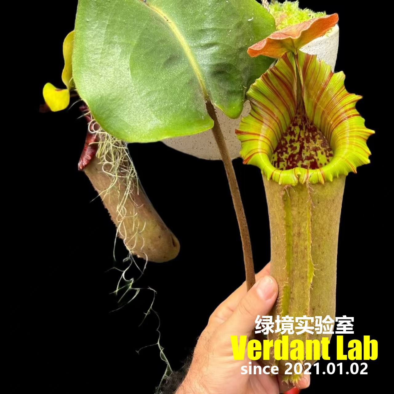 探索神秘的食虫植物世界：Nepenthes猪笼草雨林缸微景观造景全攻略