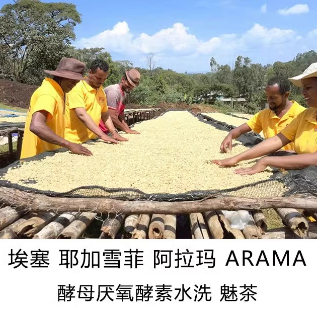 埃塞俄比亚耶加雪菲【抹茶】酵素水洗咖啡生豆：新产季的绿色奇迹！