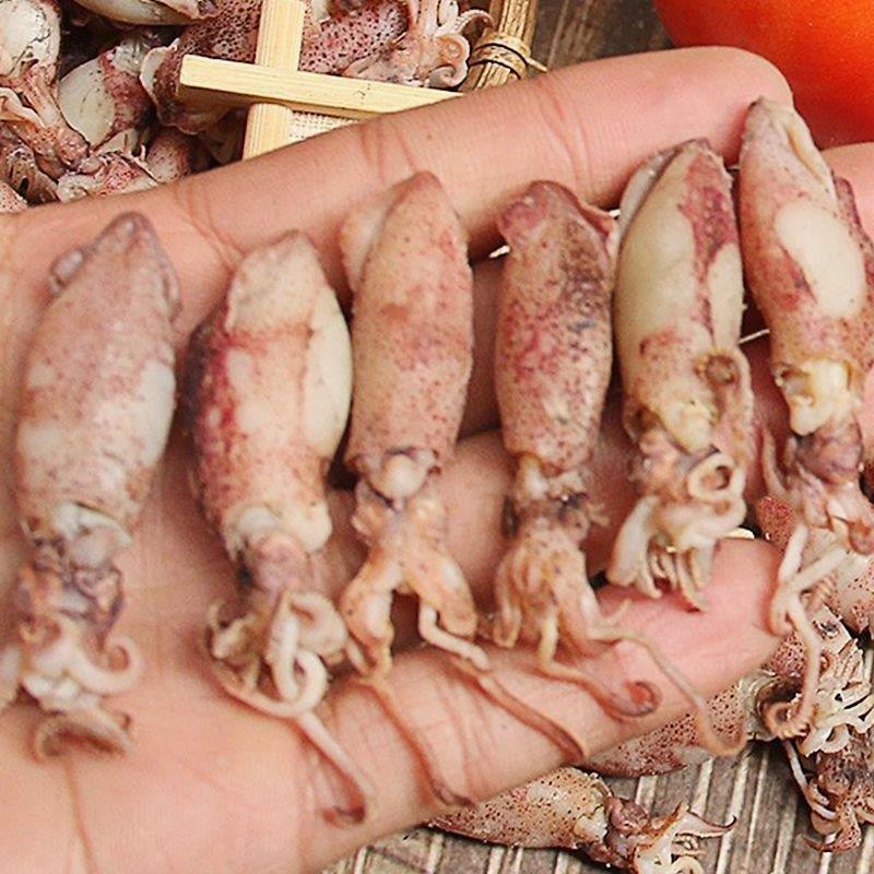 海兔子海兔干墨鱼仔笔管鱼子乌鱿鱼80g：源头产地直供，海鲜干货界的“宝藏”！