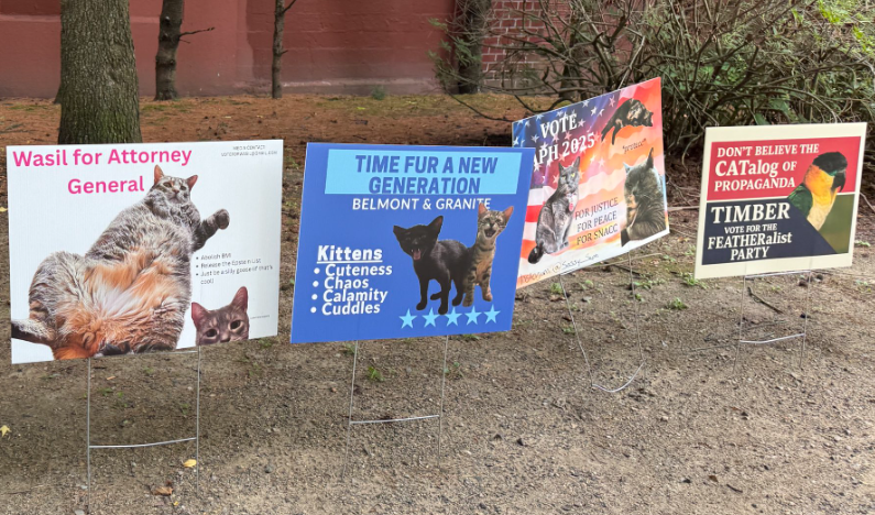 鸟、狗、猫和蛇们，正在美国竞选&ldquo;市长&rdquo;