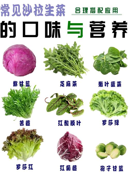 芝麻菜,营养丰富的绿色佳肴，食用与保健两相宜