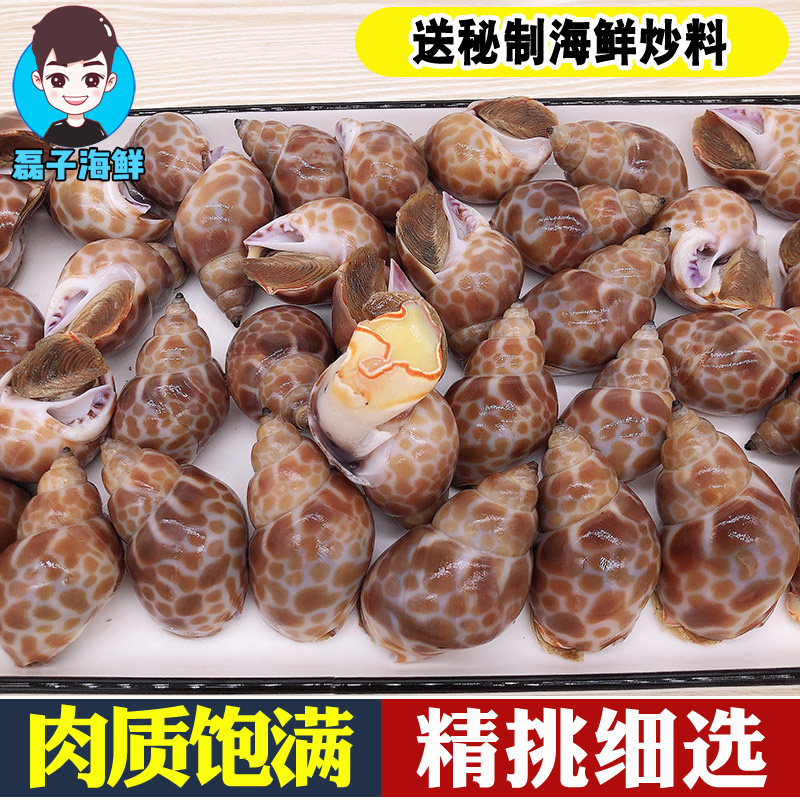 特大号花螺：海洋的美味馈赠，吃货们不可错过的海鲜盛宴！