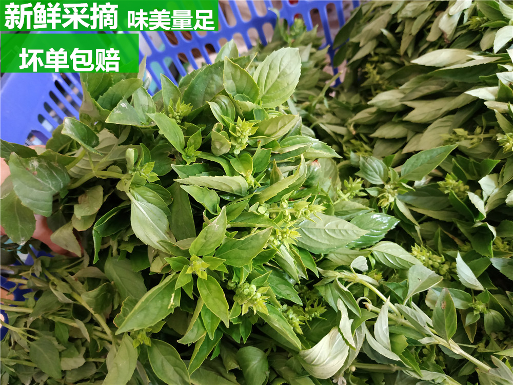 新鲜罗勒叶九层塔金不换：解锁东南亚美食的灵魂，三杯鸡打抛饭带你飞！