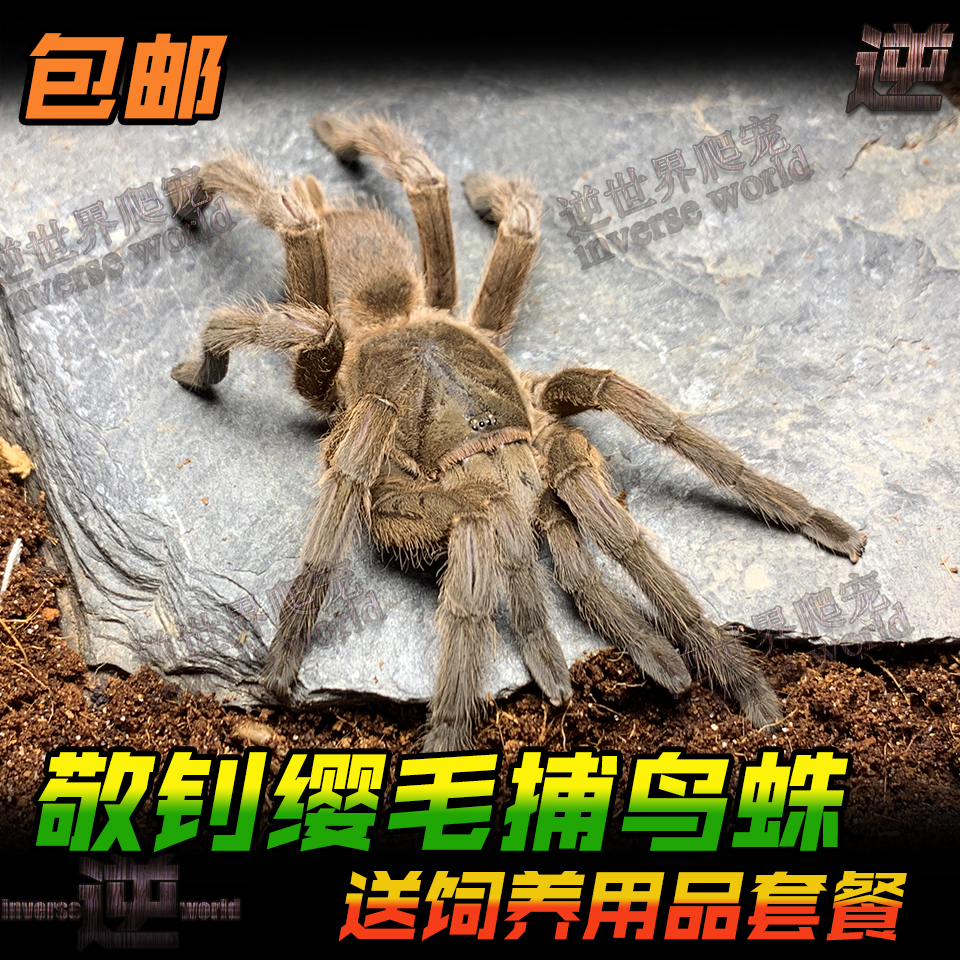 敬钊缨毛蛛：超萌宠物蜘蛛，1-18cm大小任你挑！