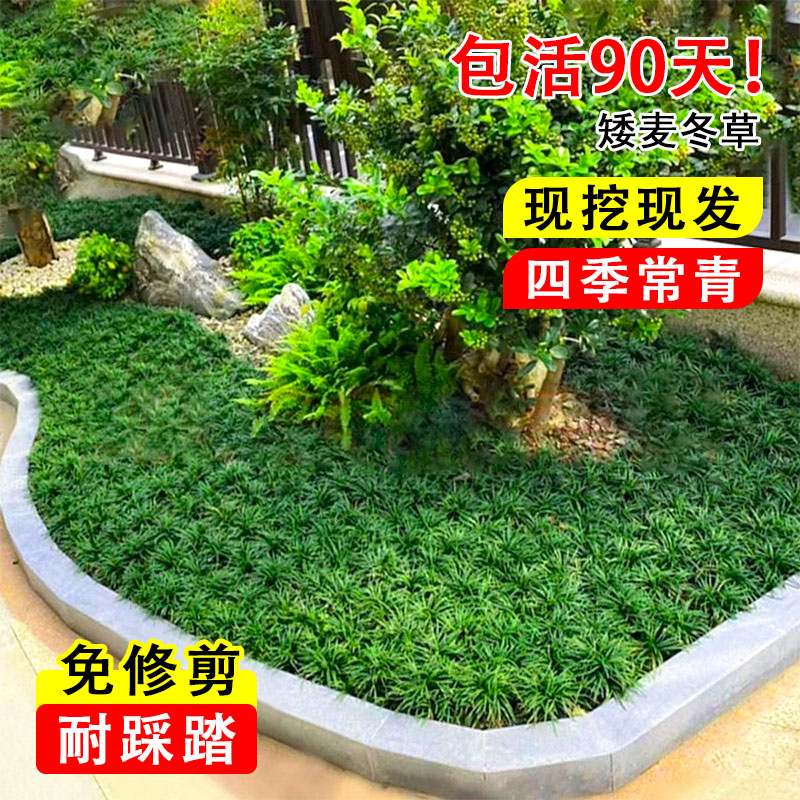 金边麦冬草苗与玉龙草：庭院绿化的秘密武器，打造梦幻花园的不二之选！