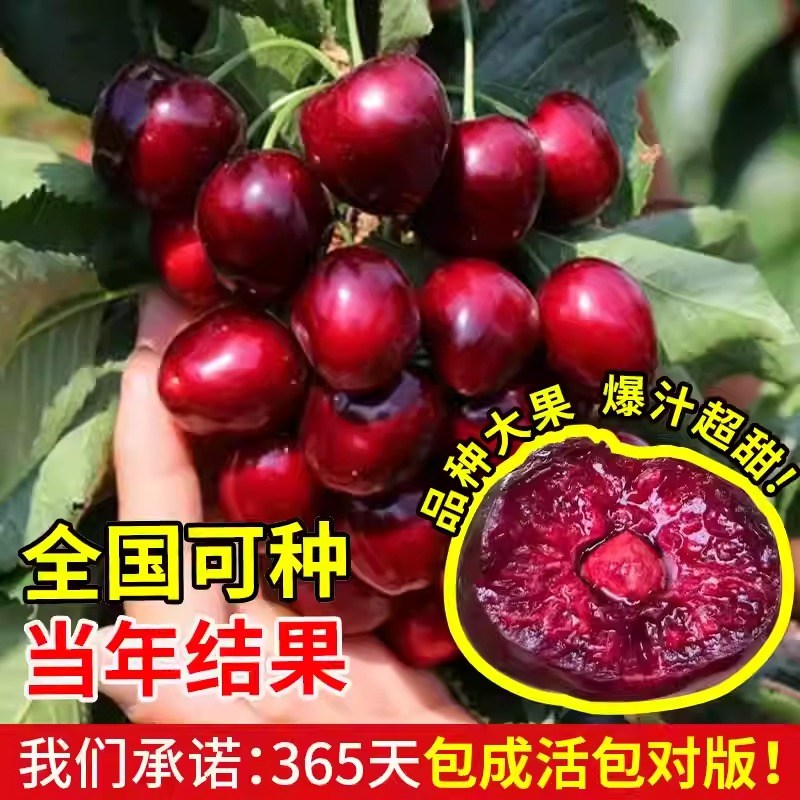 果树拉枝器改进型太香了！樱桃苹果树拉枝神器，果农必备！
