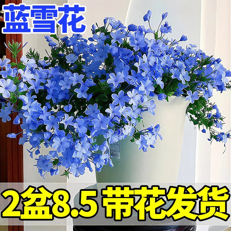 蓝雪花苗盆栽：阳台花园里的梦幻藤蔓✨