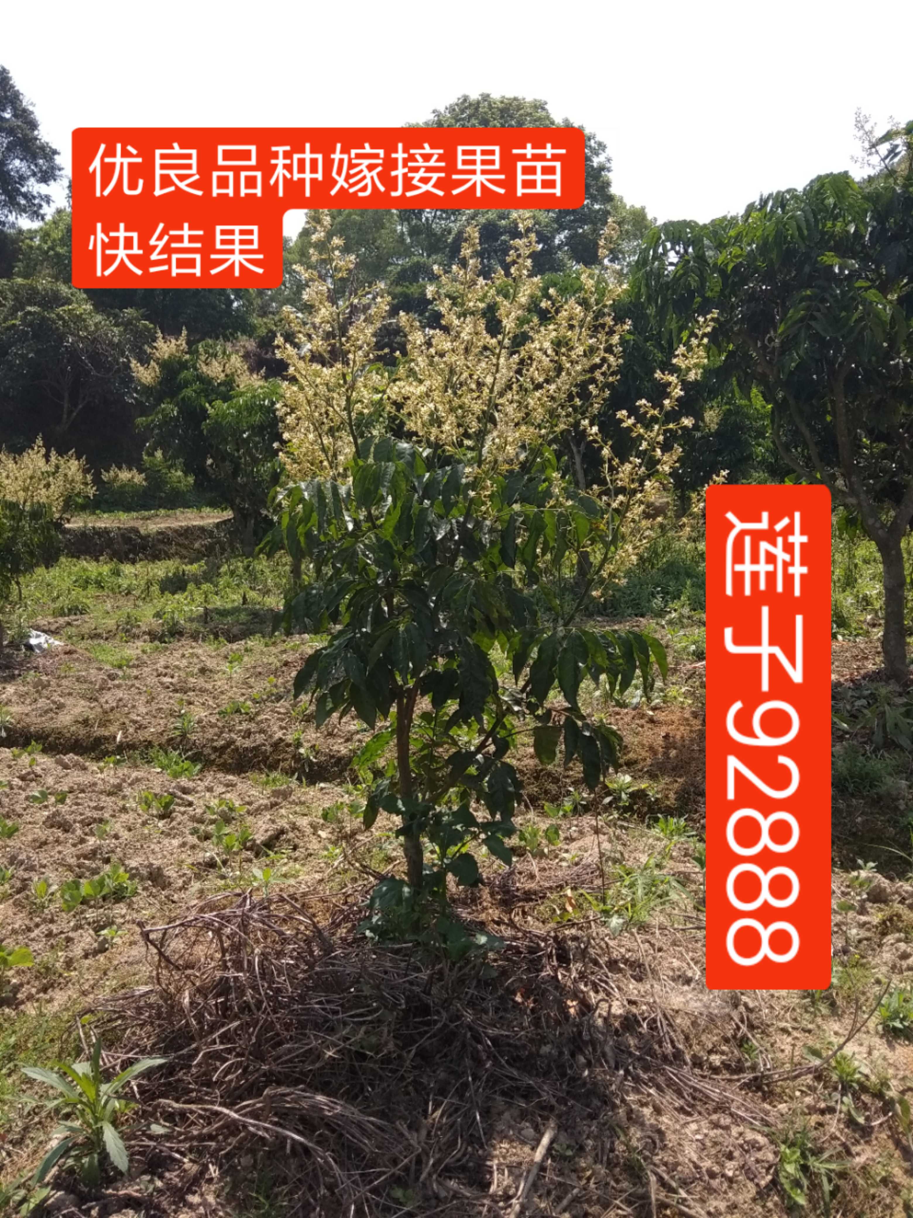 鸡心果单株产量：宝藏果树的秘密，搞钱路上的神器！