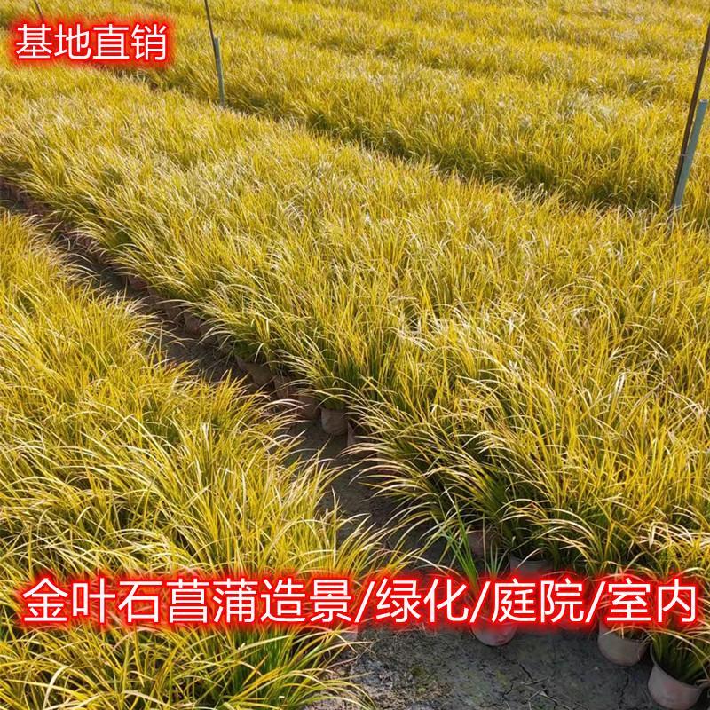 金叶石菖蒲&amp;金叶苔草：四季常绿的秘密武器，一加仑盆栽植物的绿意革命！