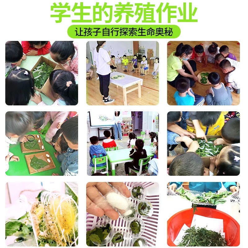 蚕宝宝学生养蚕套装：开启科学探索之旅，三年级教材同步