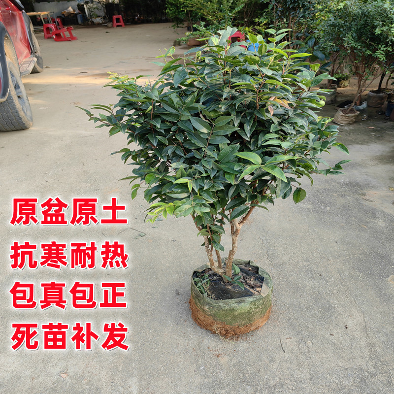 嘉宝果（树葡萄）125g：这颗来自热带的神秘果实，你尝过吗？