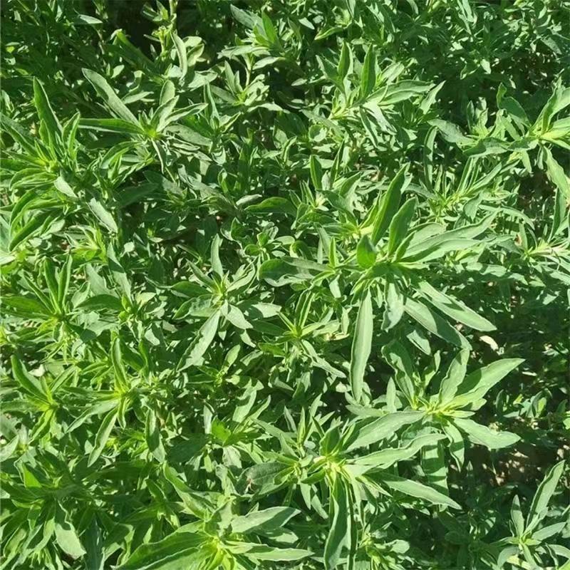 扫帚菜种子真香！野菜+扫把两不误，种一盆美到爆