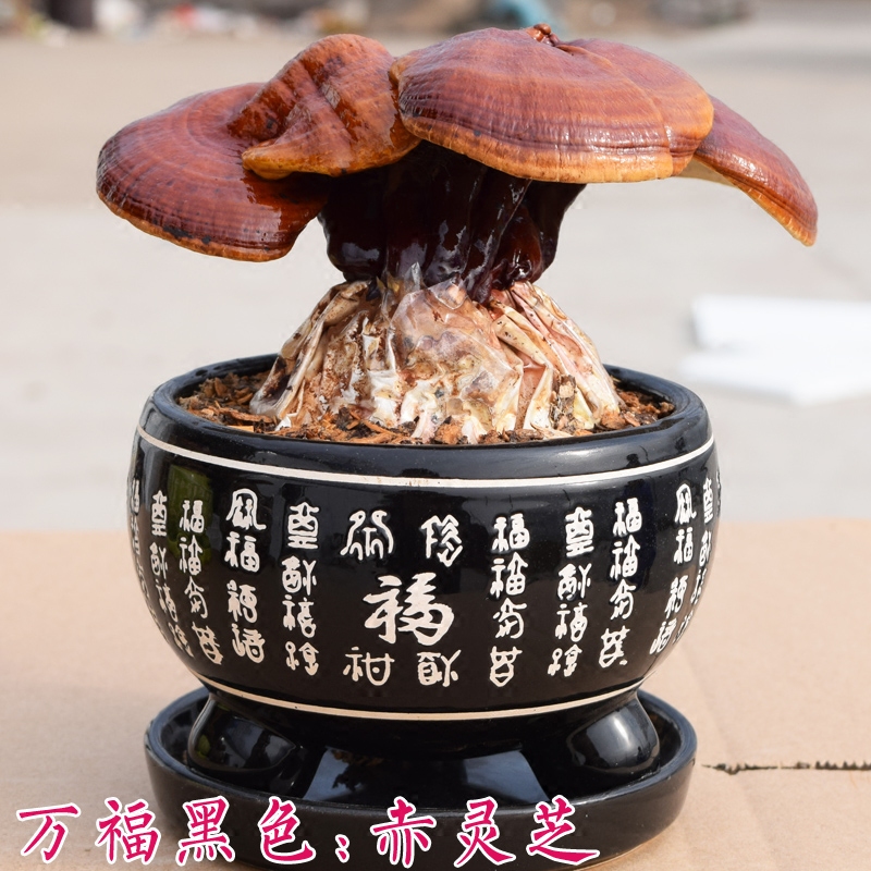 仿真假塑料灵芝摆件，让家居瞬间高级感爆棚✨