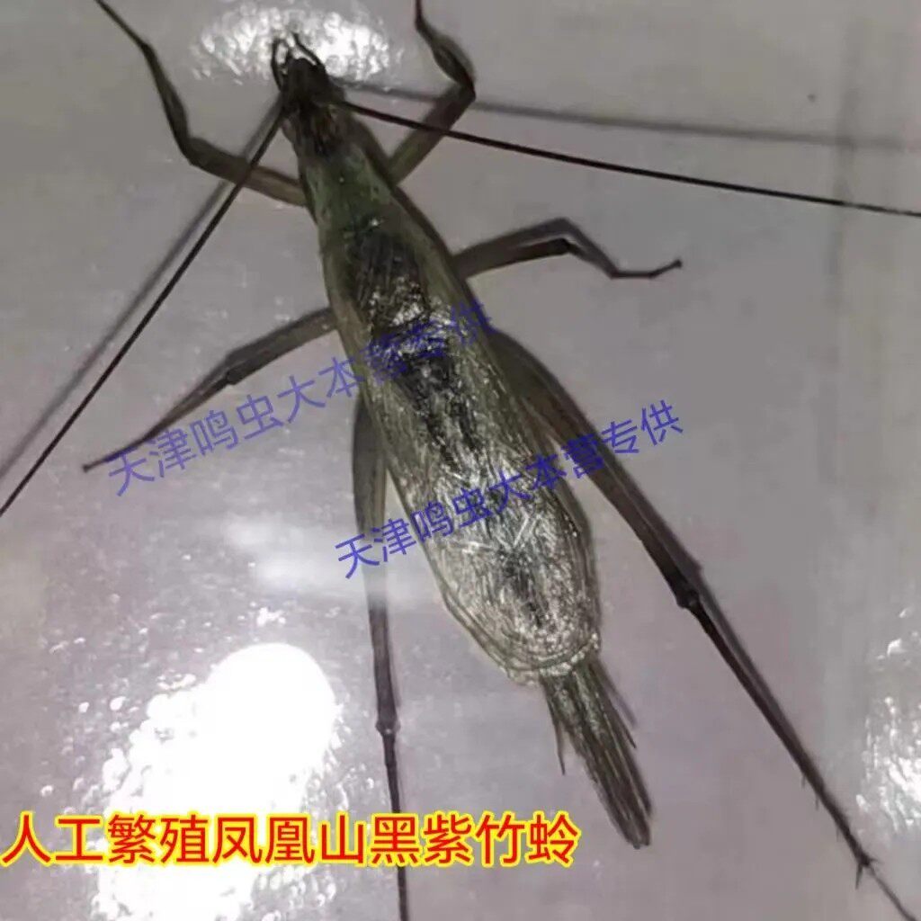 如何选择长白山黑紫竹蛉？有哪些注意事项？
