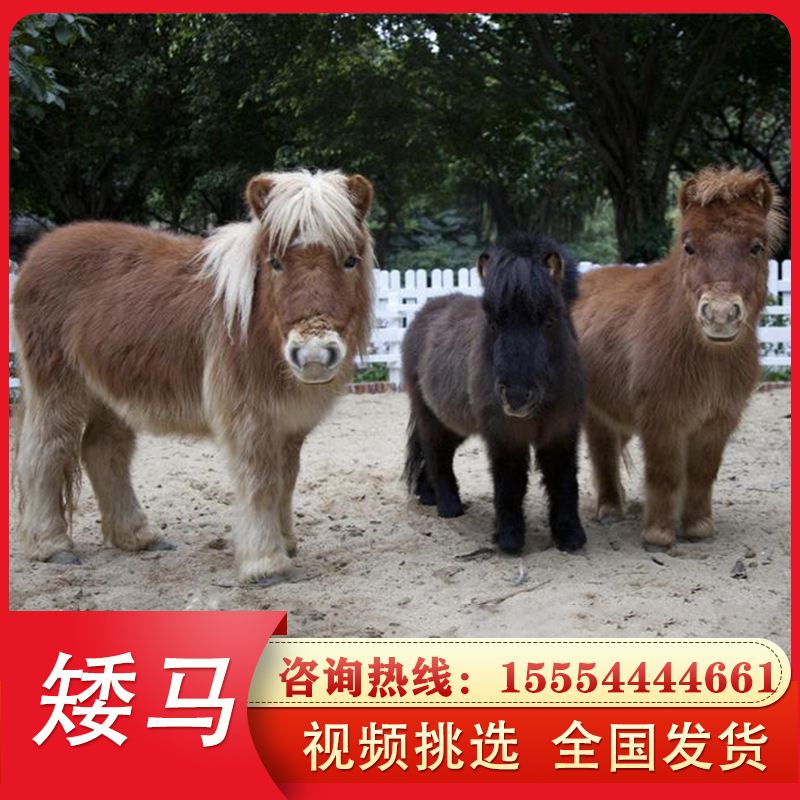 矮马活体小马驹：给孩子的童年添一抹童话色彩