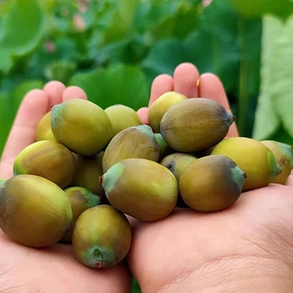 新鲜成熟莲子：酱色莲子米4斤包邮，现摘无莲蓬褐色莲子，尝鲜必备！蓮菂