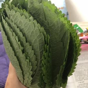 顺丰新鲜苏子叶太绝了！韩国烤肉必备！这波不买亏大了
