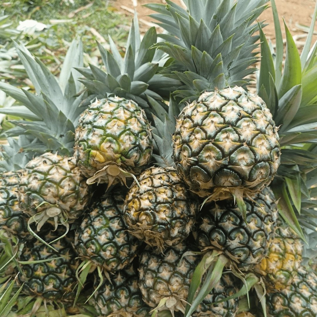 云南西双版纳牛奶凤梨金菠萝：当季新鲜水果，孕妇最爱的甜蜜诱惑！