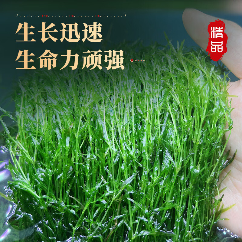 阿诺比鱼缸清洁套装：水族爱好者的终极神器！