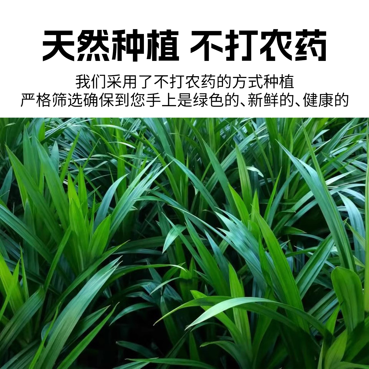 海南新鲜斑斓叶：解锁天然美食的秘密武器，香露兜叶斑斓糕、斑斓凉虾的原料大揭秘！