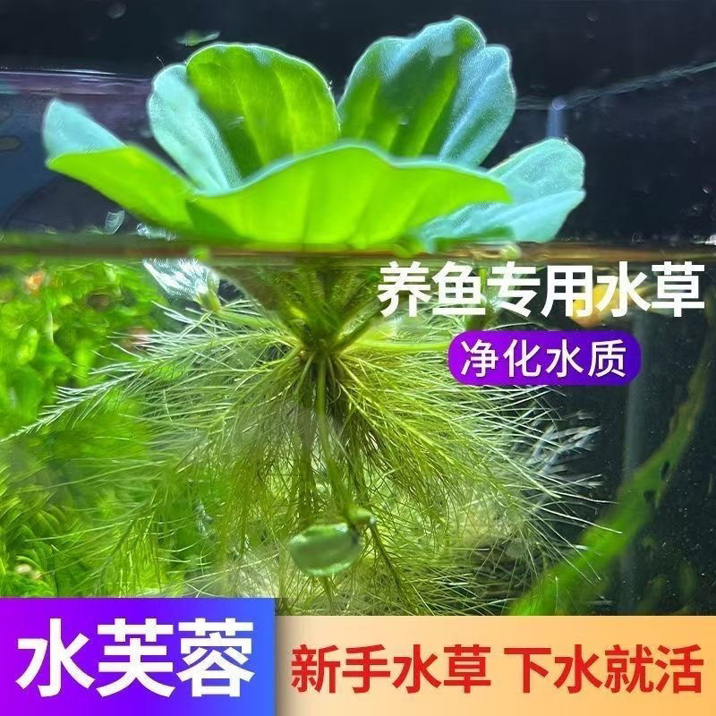 一叶莲水草真的绝！鱼缸造景+净化水质+冒泡神器，养鱼人闭眼冲！