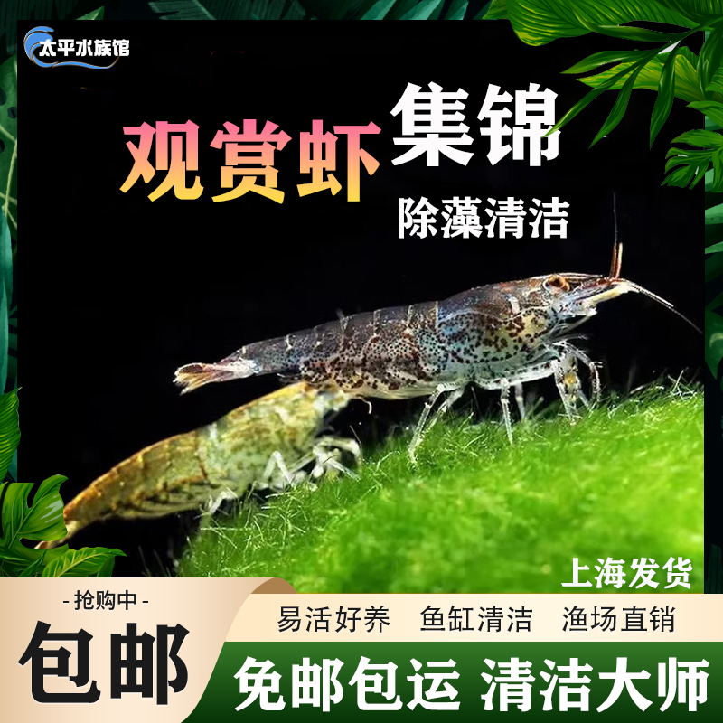 观赏虾界的清洁小能手：黑壳虾除藻虾，让水族箱焕然一新！✨