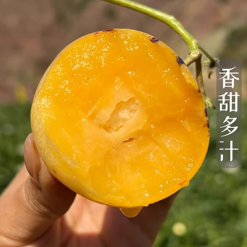 正宗新鲜人参果，云南石林树上熟黄肉超大果，当季整箱包邮，尝鲜必备！