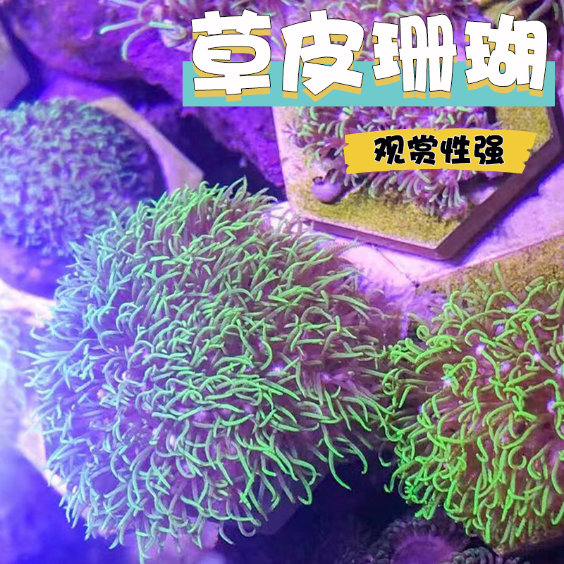 荧光绿草皮珊瑚：点亮你的海缸，开启海洋造景新纪元✨
