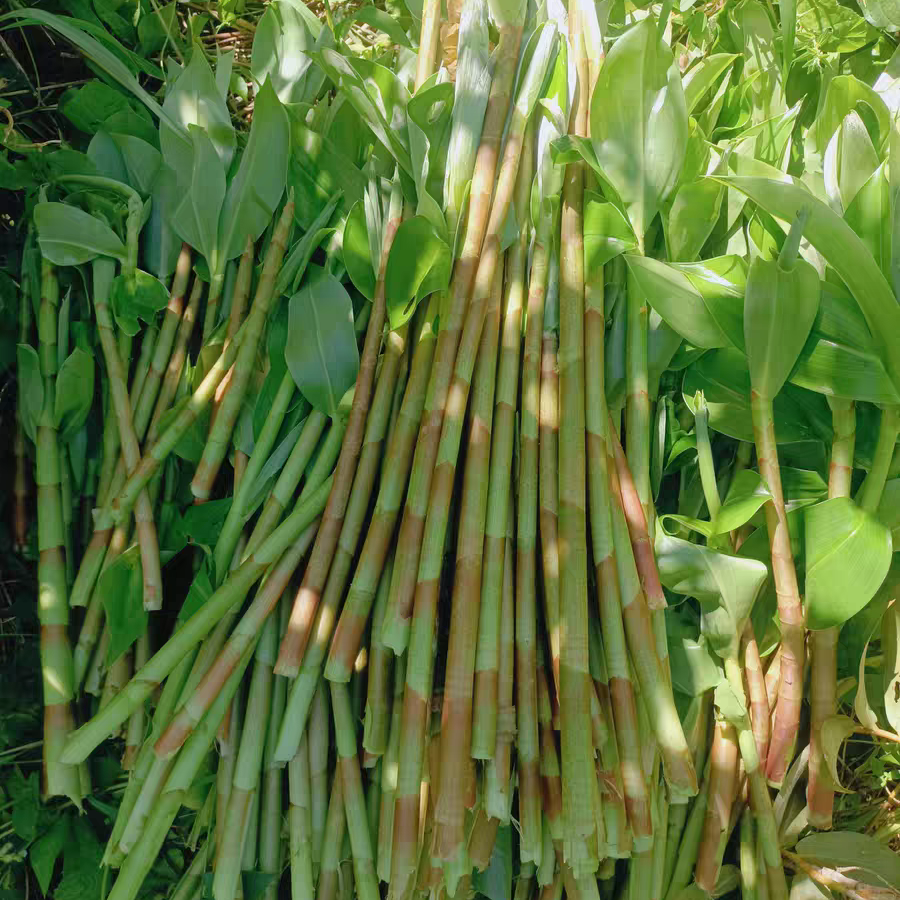 海南酸笋：让你一口爱上酸爽滋味的美味神器️!