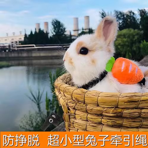 溜兔子神器来袭！小侏儒兔外出专用防咬防挣脱牵引绳，轻松遛兔！