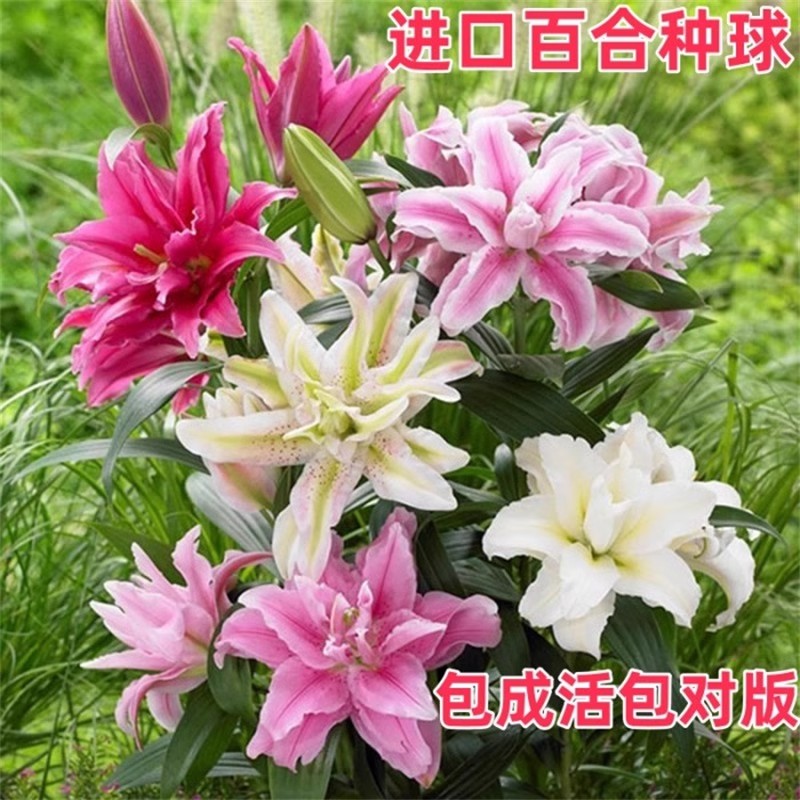 进口香水百合种球：四季花开，室内养花新宠！