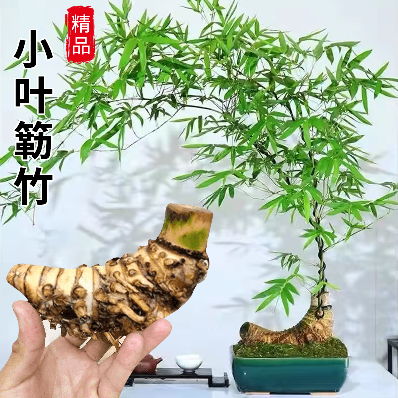 小叶簕竹老桩带芽宝塔勒竹头根：打造庭院室内禅意盆景的艺术与科学