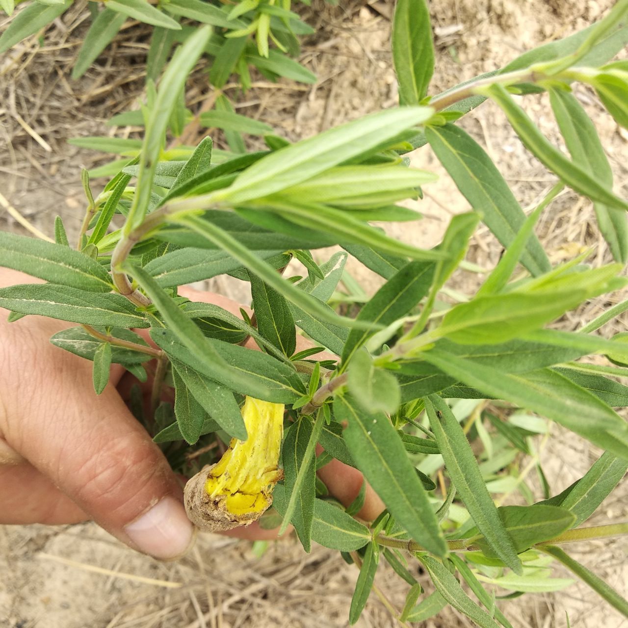 现挖新鲜黄芩根茎叶：山地生长的中药瑰宝，1斤60元包邮，你还在等什么？