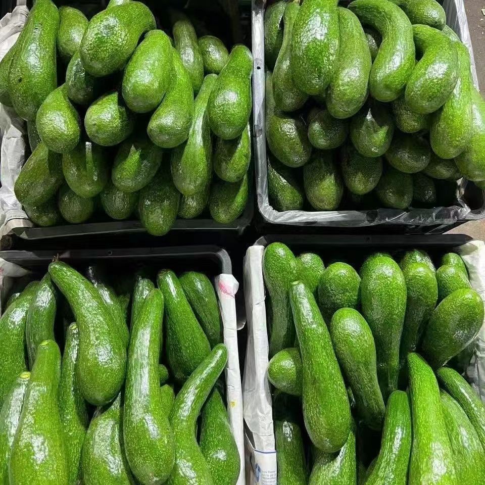越南进口牛油果304长条大果：热带水果界的超级明星