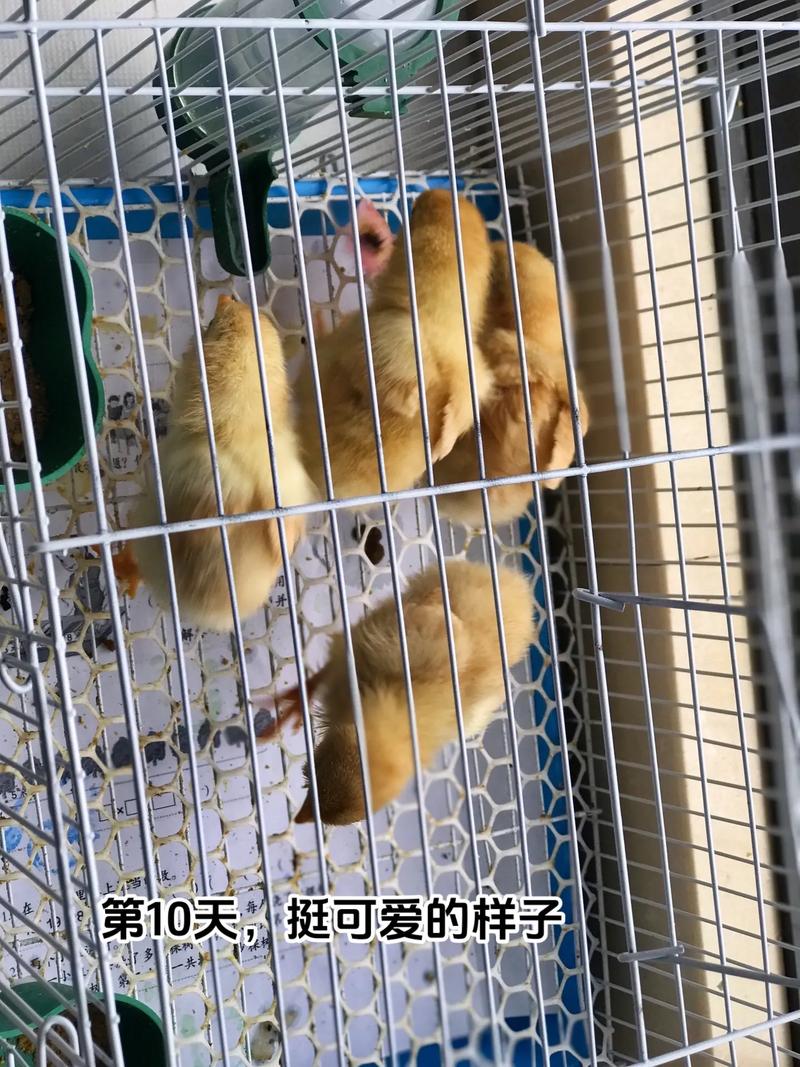 小鸡仔,小鸡仔的成长日记